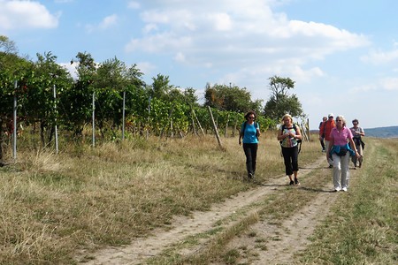 Entlang der Weinberge &ndash; (08.10.2018, VGN &copy;&nbsp;VGN GmbH)