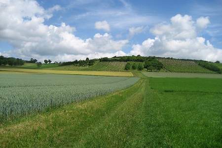 Külsheimer Weinberge &ndash; (08.10.2018, VGN &copy;&nbsp;VGN GmbH)
