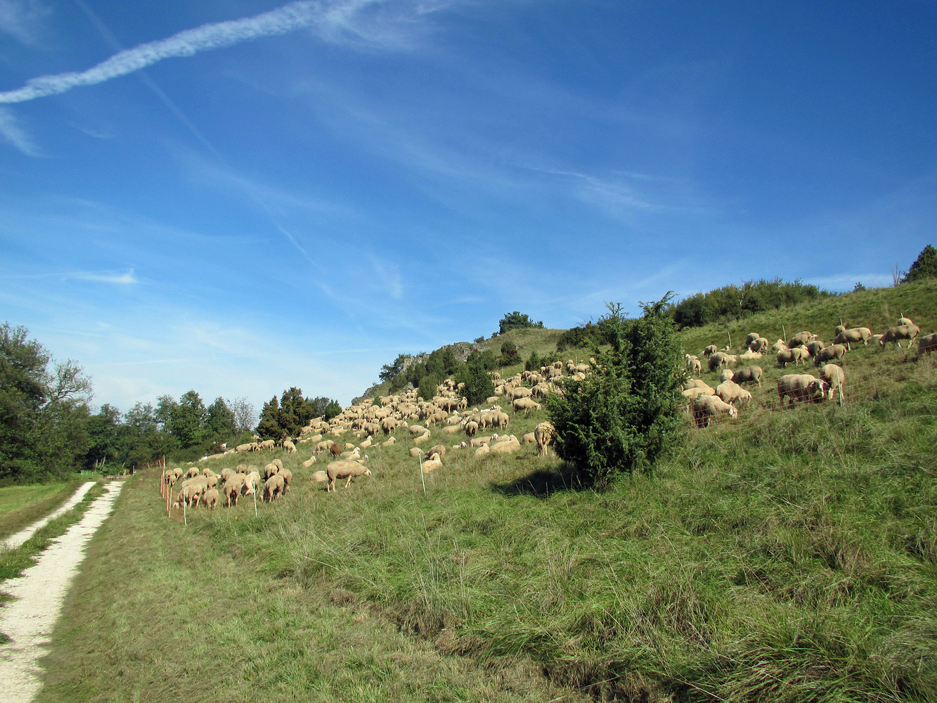 Schafe am Wegrand &ndash;  (VGN &copy;&nbsp;VGN GmbH)