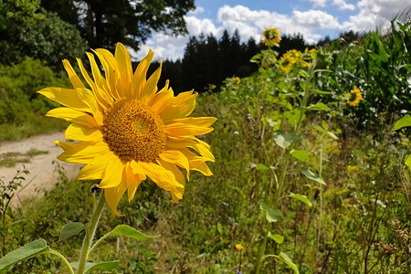 Sonnenblume am Weg &ndash; (11.08.2019, S. Dassler &copy;&nbsp;VGN GmbH)