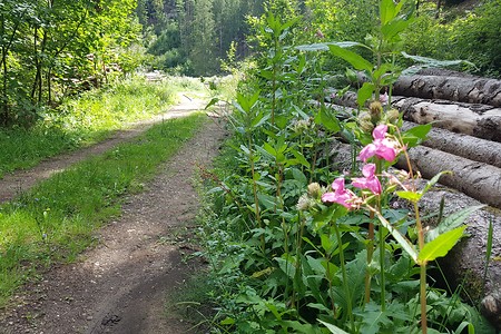 Holzstapel am Weg &ndash; (11.08.2019, S. Dassler &copy;&nbsp;VGN GmbH)