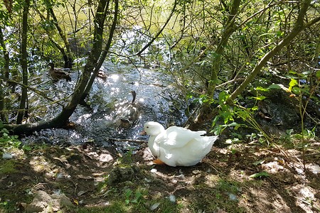 Enten und Gänse am Weg &ndash; (11.08.2019, S. Dassler &copy;&nbsp;VGN GmbH)