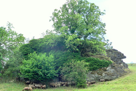 Schafe &ndash; (11.08.2019, G. Härer &copy;&nbsp;VGN GmbH)