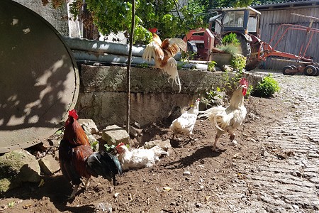 Glückliche Hühner &ndash; (11.08.2019, S. Dassler &copy;&nbsp;VGN GmbH)