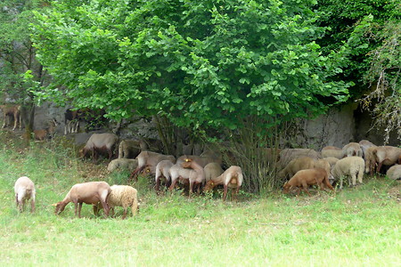 Schafe &ndash; (11.08.2019, G. Härer &copy;&nbsp;VGN GmbH)