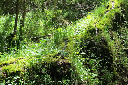 Rinne &ndash; (28.09.2015, VGN &copy;&nbsp;VGN GmbH)