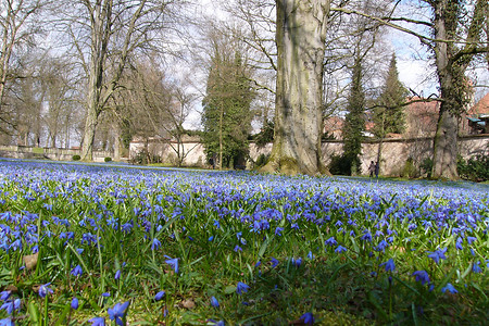 Blaues Scillia Meer im Schlossgarten &ndash; (28.09.2015, VGN &copy;&nbsp;VGN GmbH)