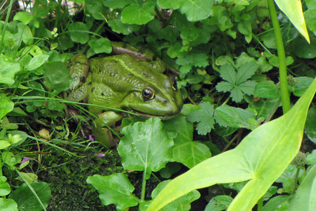 Frosch &ndash; (VGN &copy;&nbsp;VGN GmbH)