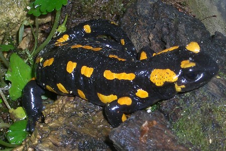 Feuersalamander &ndash; (Naturhistorische Gesellschaft &copy;&nbsp;Naturhistorische Gesellschaft)