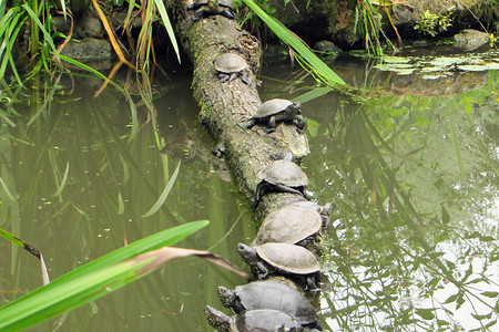 Schildkröten &ndash; (Naturhistorische Gesellschaft &copy;&nbsp;Naturhistorische Gesellschaft)