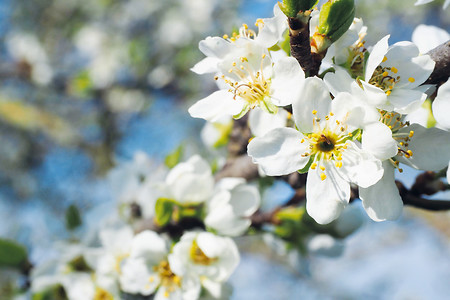 Kirschblüte &ndash; (17.02.2020, U. Buescher &copy;&nbsp;VGN GmbH)