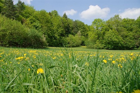 Blumenwiese &ndash; (VGN &copy;&nbsp;VGN GmbH)