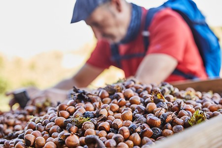 Haselnüsse bei Franken GeNuss &ndash; (03.10.2020, Andrea Gaspar-Klein &copy;&nbsp;VGN GmbH)