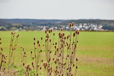 Grashalme &ndash; (03.10.2020, Andrea Gaspar-Klein &copy;&nbsp;VGN GmbH)