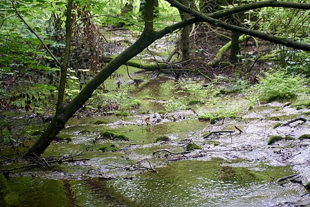 Bachlauf &ndash; (10.04.2020, U. Büscher &copy;&nbsp;VGN GmbH)
