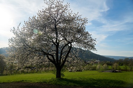 Blühender Baum &ndash; (10.04.2020, U. Büscher &copy;&nbsp;VGN GmbH)