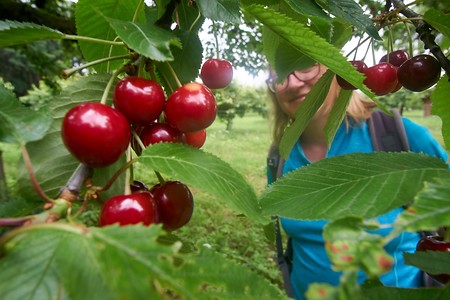 Kirschen &ndash; (10.04.2020, U. Büscher &copy;&nbsp;VGN GmbH)