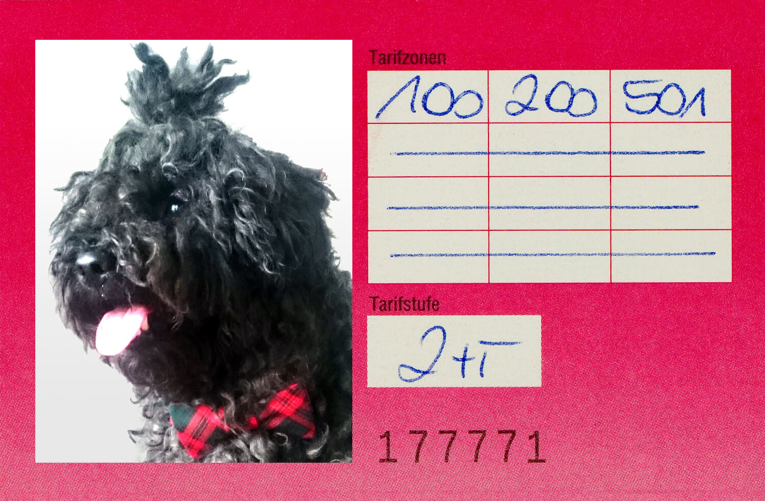 Auch vielfahrende Hunde brauchen einen Ausweis. &ndash;  (&copy;&nbsp;VGN GmbH)