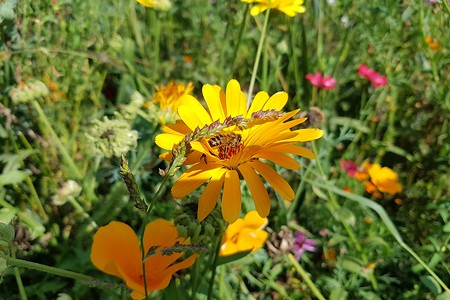 Blumen am Weg &ndash; (28.08.2019, S. Dassler &copy;&nbsp;VGN GmbH)