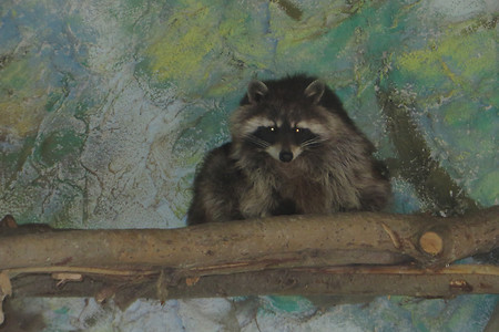 Waschbär &ndash; (29.09.2015, VGN &copy;&nbsp;VGN GmbH)