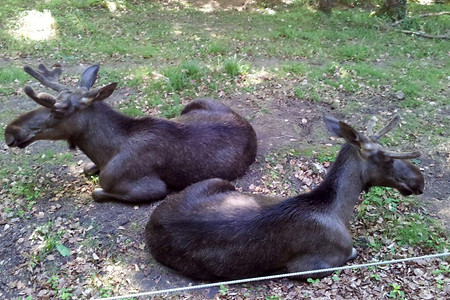 Junge Elche &ndash; (29.09.2015, VGN &copy;&nbsp;VGN GmbH)