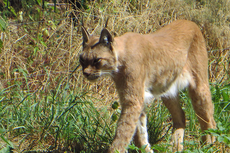 Luchs &ndash; (29.09.2015, VGN &copy;&nbsp;VGN GmbH)