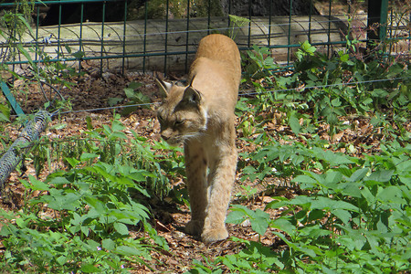 Luchsgehege &ndash; (29.09.2015, VGN &copy;&nbsp;VGN GmbH)