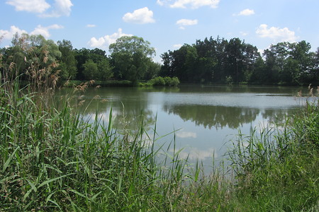 Scherauer Weiher &ndash; (29.06.2016, schreibwerk &copy;&nbsp;schreibwerk)
