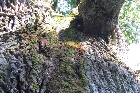 Naturdenkmal &ndash; (29.06.2016, schreibwerk &copy;&nbsp;schreibwerk)