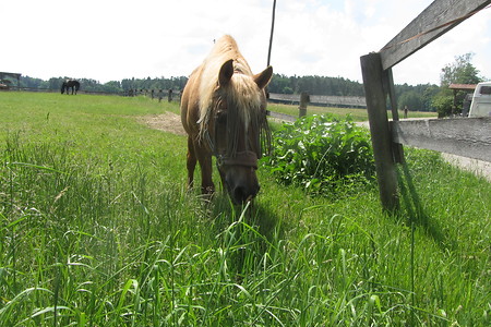 Reiterhof Diepersdorf &ndash; (29.06.2016, schreibwerk &copy;&nbsp;schreibwerk)