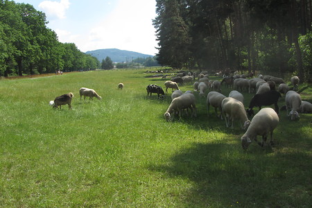 Schafe &ndash; (29.06.2016, schreibwerk &copy;&nbsp;schreibwerk)