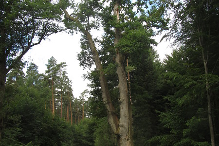 Hohe Bäume &ndash; (29.06.2016, schreibwerk &copy;&nbsp;schreibwerk)