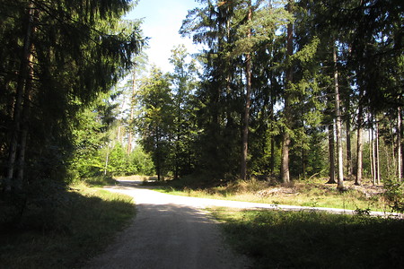 Wald &ndash; (29.06.2016, schreibwerk &copy;&nbsp;schreibwerk)