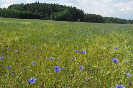 Kornfeld &ndash; (29.06.2016, schreibwerk &copy;&nbsp;schreibwerk)