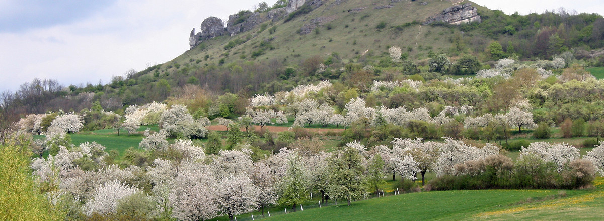 Kirschblüte &ndash;  (VGN &copy;&nbsp;VGN GmbH)