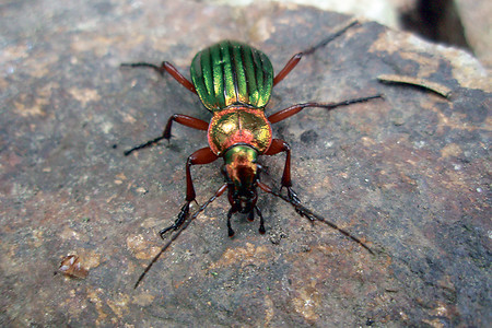 Goldschmied &ndash; (02.08.2017, Hr. Mlnarik - Stadt Nürnberg &copy;&nbsp;Hr. Mlnarik - Stadt Nürnberg)