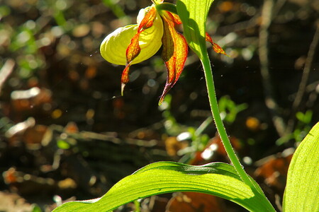 Besondere Pflanze - Die Orchidee &ndash; (23.05.2020, VHN/U.Büscher &copy;&nbsp;VGN GmbH)