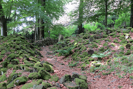 Aufstieg zu Rauhen Kulm: Steine am Wegrand &ndash; (17.06.2014, VGN &copy;&nbsp;VGN GmbH)