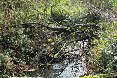 Verwildeter Ebelsbach &ndash; (09.02.2018, VGN &copy;&nbsp;VGN GmbH)