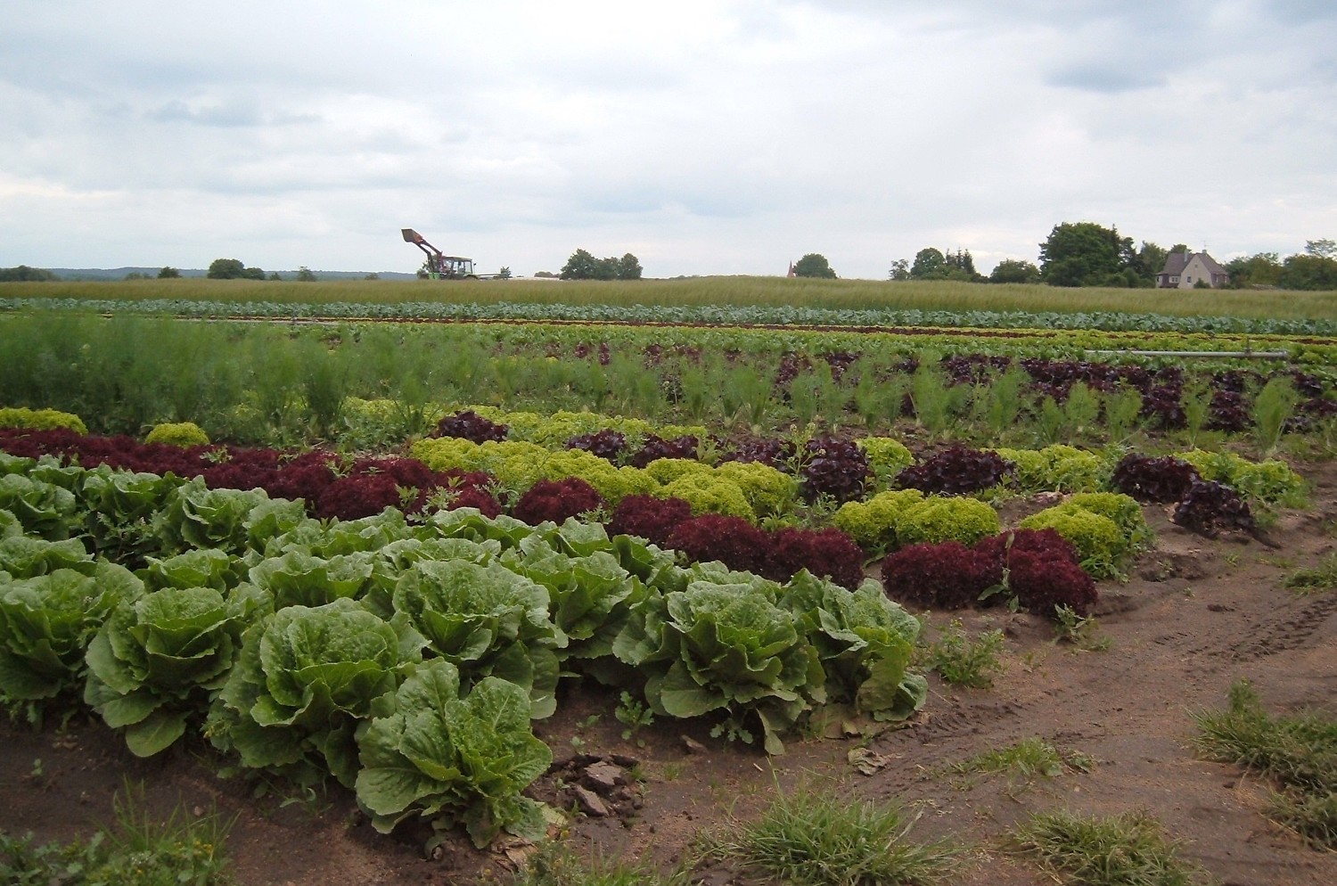 Salatmix &ndash;  (VGN &copy;&nbsp;VGN GmbH)