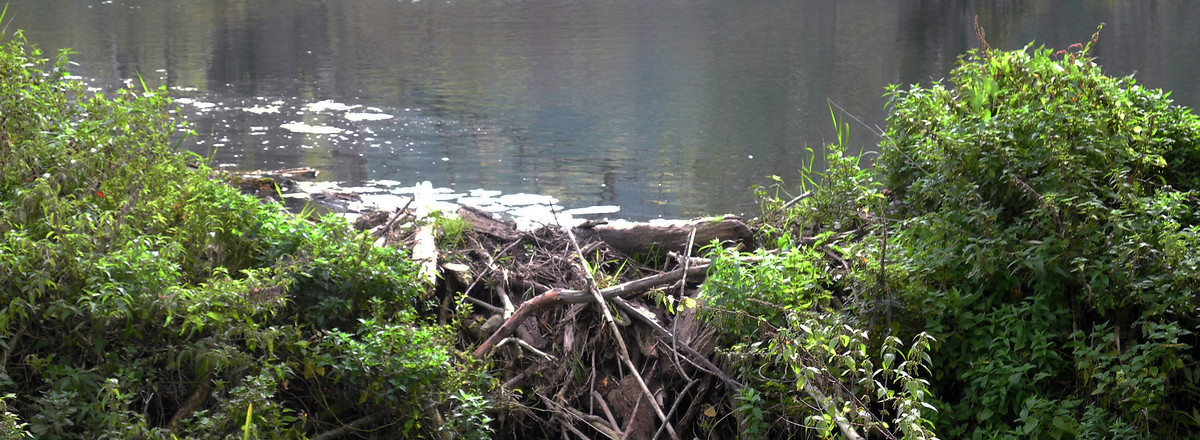 Damm im Biotop &ndash;  (13.02.2018, VGN &copy;&nbsp;VGN GmbH)