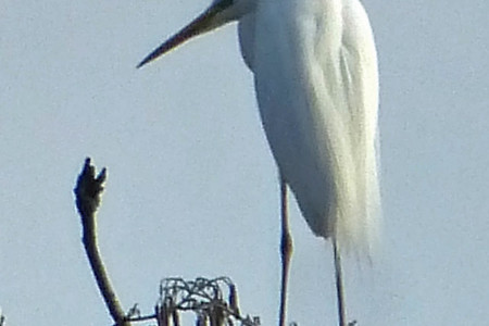 Silberreiher &ndash; (23.03.2018, VGN &copy;&nbsp;VGN GmbH)