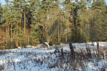 Waldschneise &ndash; (12.01.2017, VGN &copy;&nbsp;VGN GmbH)