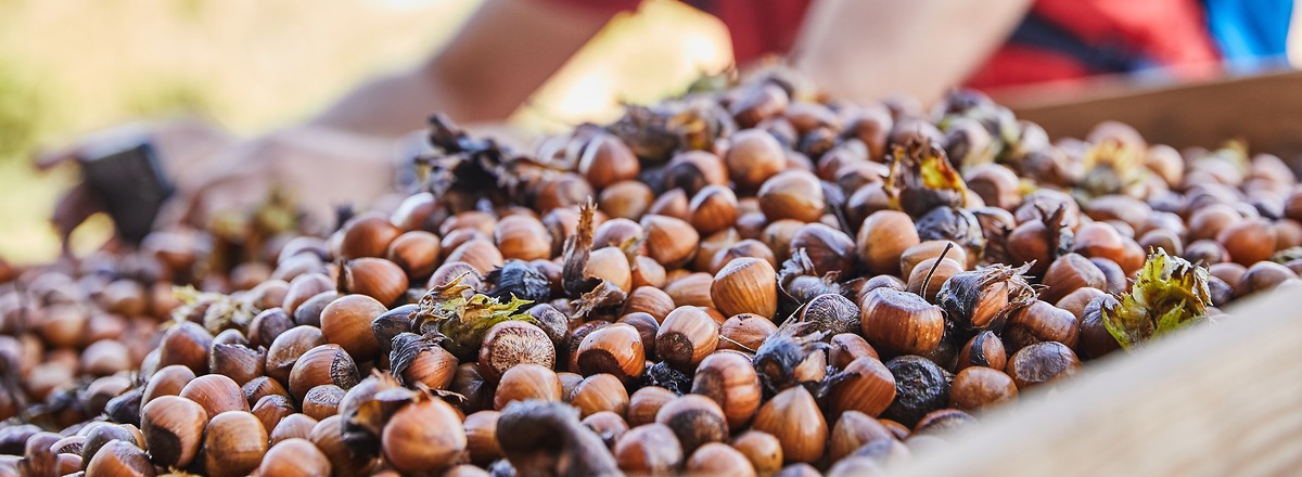 Haselnüsse bei Franken GeNuss &ndash;  (03.10.2020, Andrea Gaspar-Klein &copy;&nbsp;VGN GmbH)