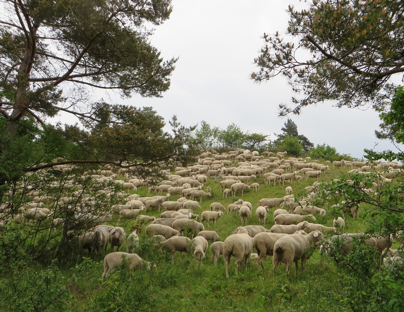 Schafherde &ndash;  (29.09.2015, VGN &copy;&nbsp;VGN GmbH)