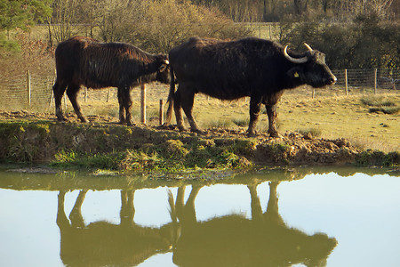 Wasserbüffel am Gradlhof &ndash; (VGN &copy;&nbsp;VGN GmbH)