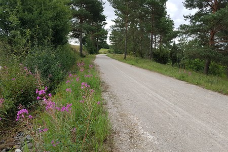 Gemütlicher Weg &ndash; (14.08.2019, S. Dassler &copy;&nbsp;VGN GmbH)