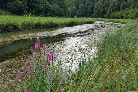 Wiesent Flusslauf &ndash; (14.08.2019, S. Dassler &copy;&nbsp;VGN GmbH)