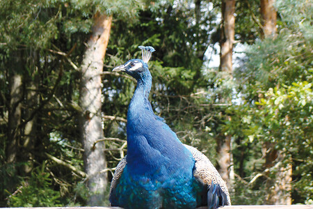 Pfau &ndash; (VGN &copy;&nbsp;VGN GmbH)