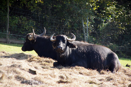 Wasserbüffel &ndash; (VGN &copy;&nbsp;VGN GmbH)